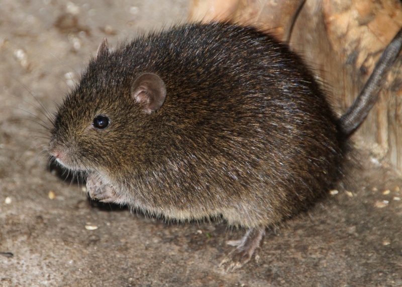 Bush Rat (species Rattus fuscipes) in taxonomy (Gaia Guide)