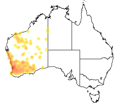 Australian distribution: Buchanan's Snake-eyed Skink (Cryptoblepharus buchananii)